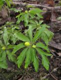 Anemone ranunculoides