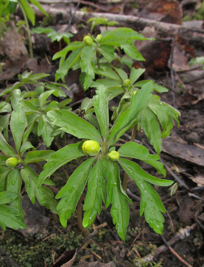 Изображение особи Anemone ranunculoides.