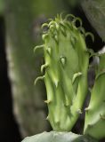 Opuntia cochenillifera