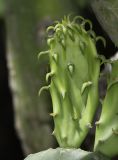Opuntia cochenillifera. Молодой побег. Израиль, Шарон, пос. Кфар Монаш, ботанический сад \"Хават Ганой\". 30.04.2018.