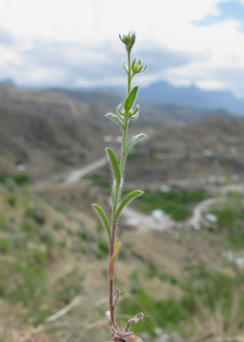 Image of genus Lappula specimen.