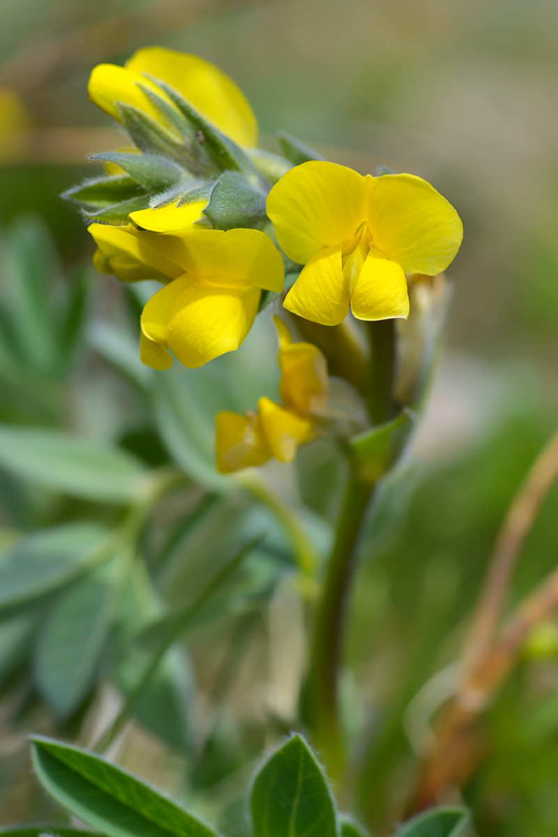 Image of Thermopsis alpina specimen.