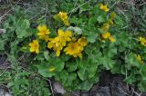 Caltha polypetala