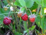 Fragaria vesca. Соплодия с плодами разной степени зрелости. Украина, Ивано-Франковская обл., Болеховский горсовет, Поляницкий сельсовет, Поляницкий региональный ландшафтный парк, горный луг. 06.06.2018.