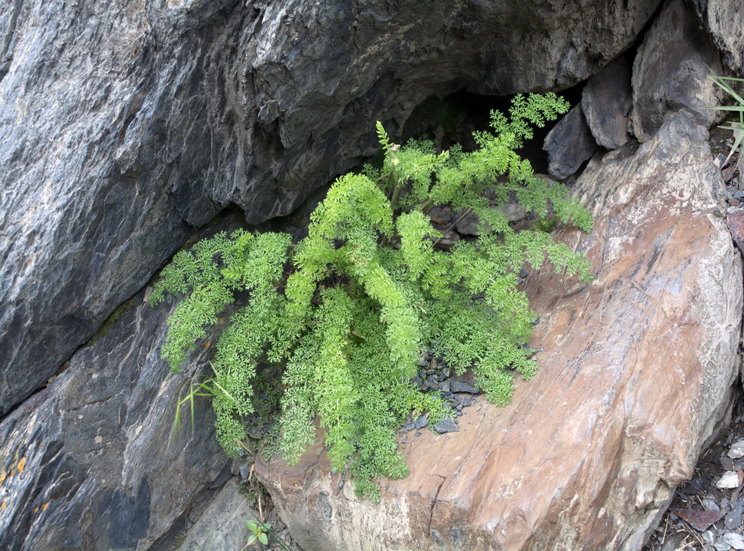 Image of familia Apiaceae specimen.