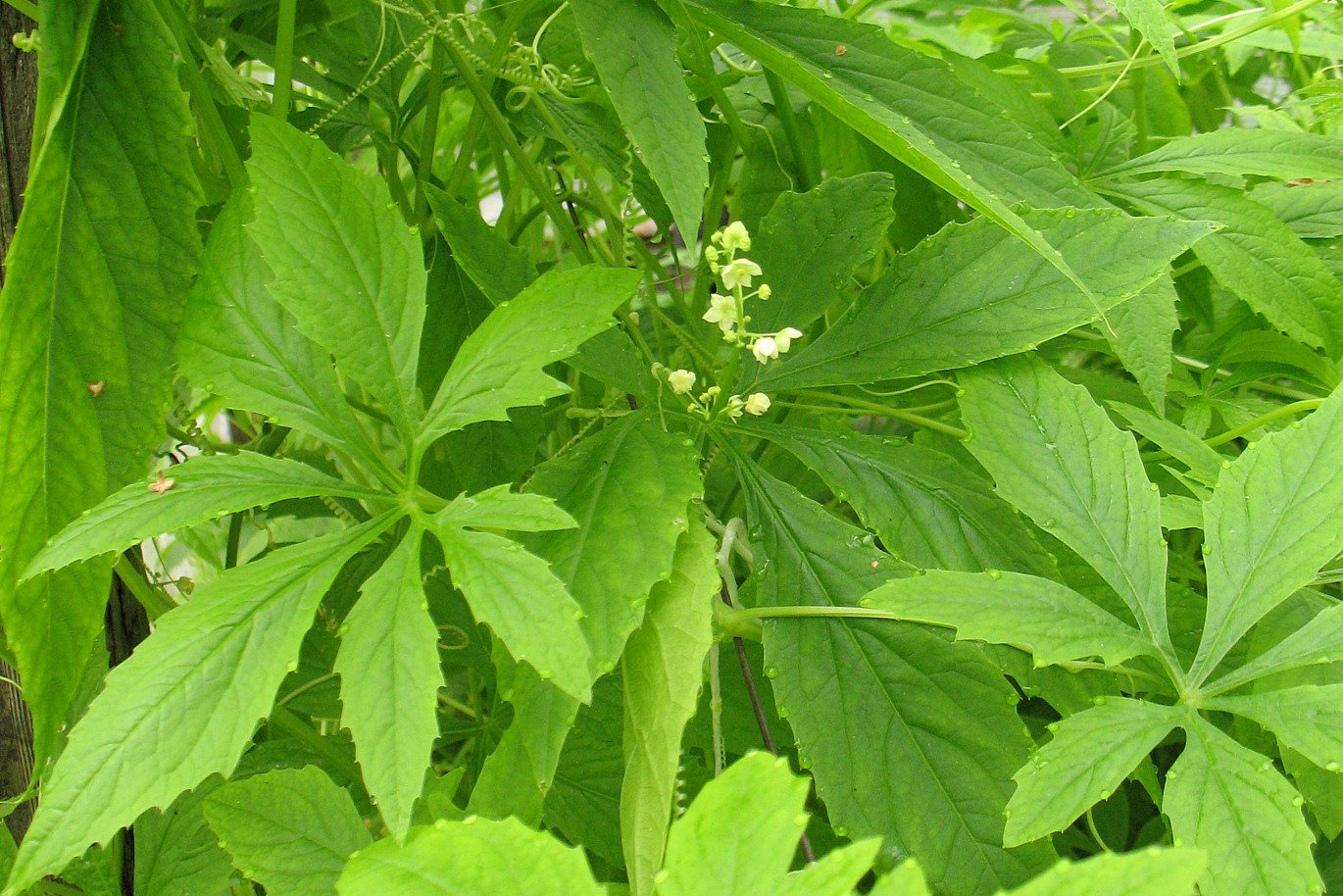 Image of Cyclanthera pedata specimen.