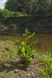 Rumex aquaticus. Зацветающее растение. Пермский край, Верещагинский р-н, Вознесенское сельское поселение, долина р. Лысьва, песчано-галечный берег. 8 июля 2018 г.