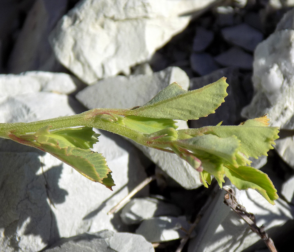 Изображение особи Melilotus hirsutus.