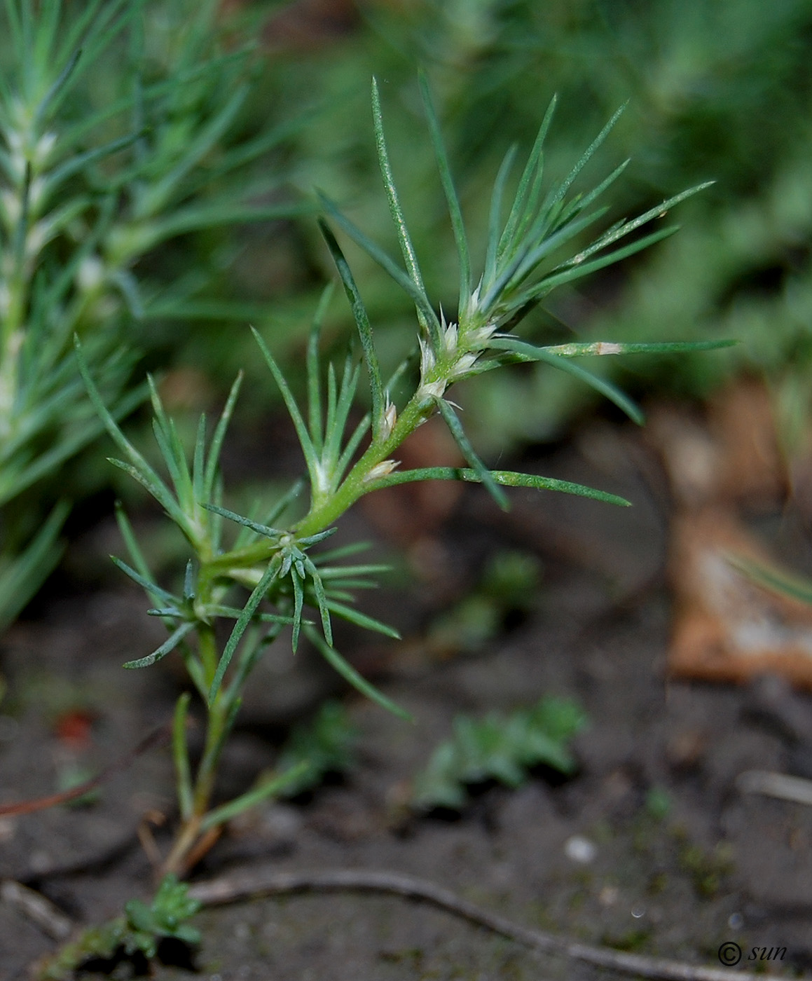 Image of Polycnemum majus specimen.