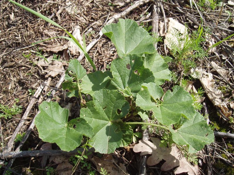 Image of Malva thuringiaca specimen.