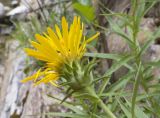 Inula ensifolia. Верхушка побега с соцветием. Краснодарский край, Туапсинский р-н, окр. хут. Полковничий, щель Полковничья, скальное обнажение. 16.07.2018.