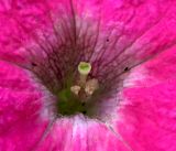 Petunia × hybrida