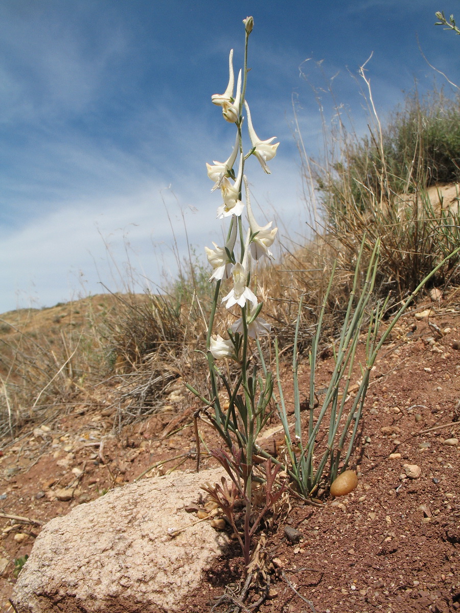 Image of Delphinium rugulosum specimen.
