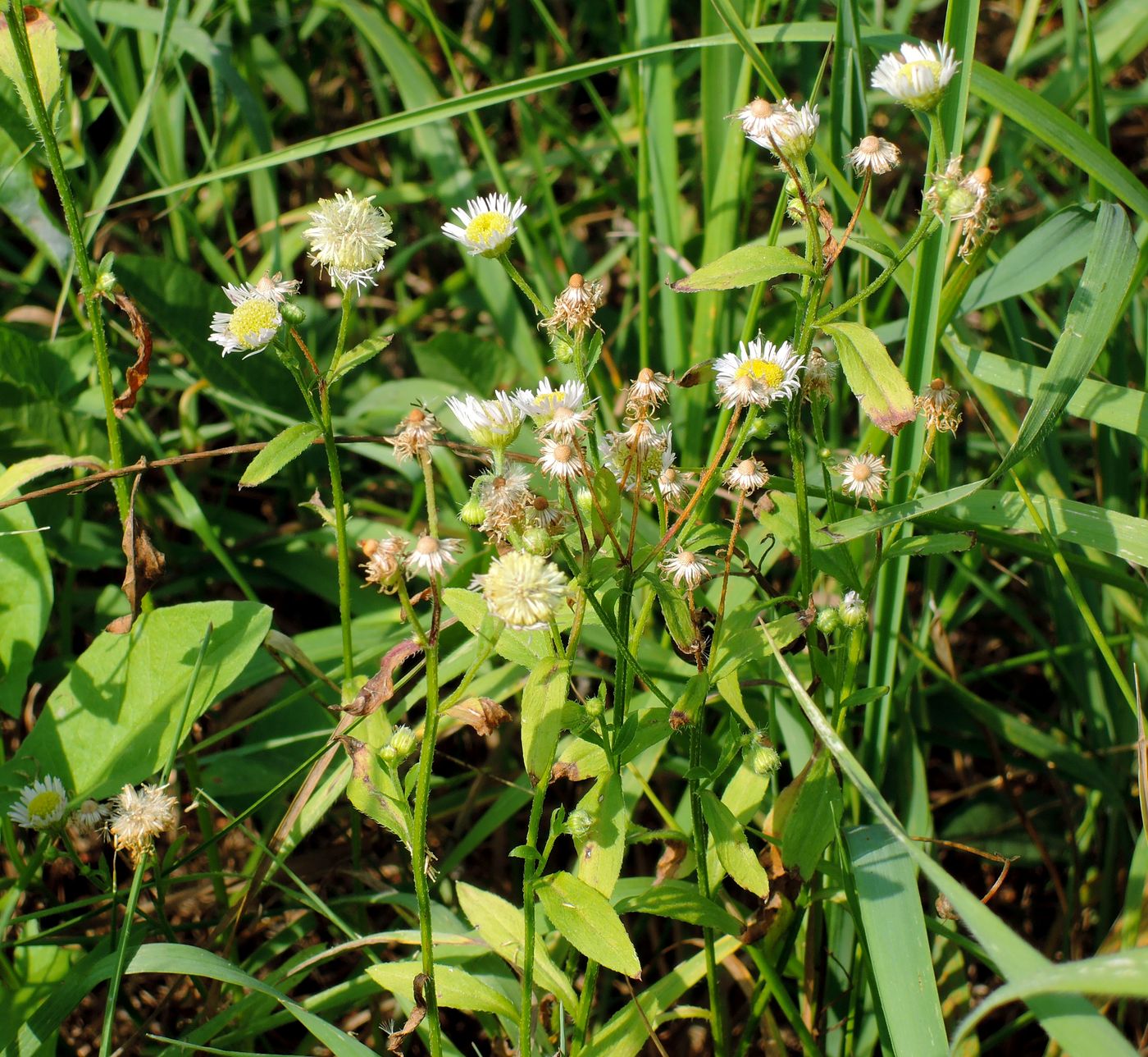 Изображение особи Erigeron strigosus.