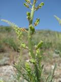 Reseda lutea. Часть побега с незрелыми плодами. Дагестан, окр. с. Талги, степь. 15.05.2018.