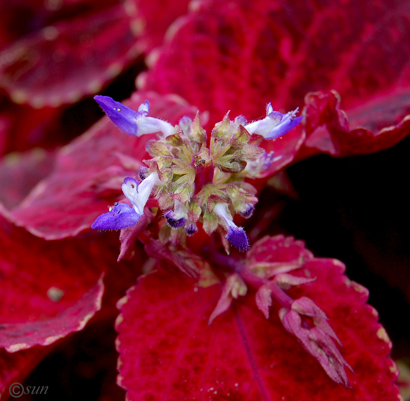 Image of Coleus scutellarioides specimen.