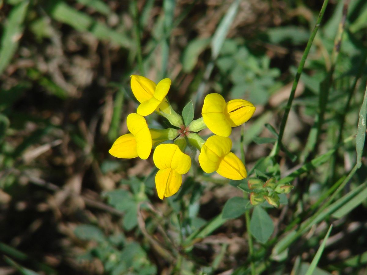 Изображение особи Lotus corniculatus.