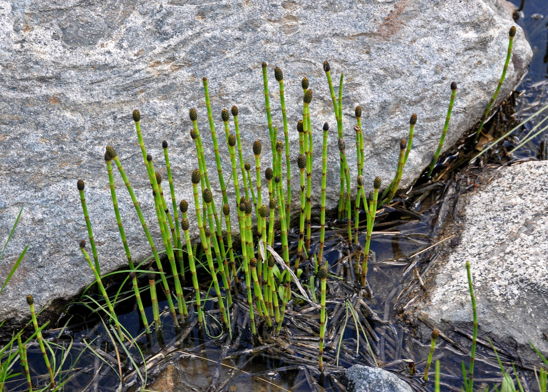 Хвощ водное растение. Хвощ Речной (Equisetum fluviatile). Хвощ камышовый. Хвощ топяной. Хвощ Озерный.