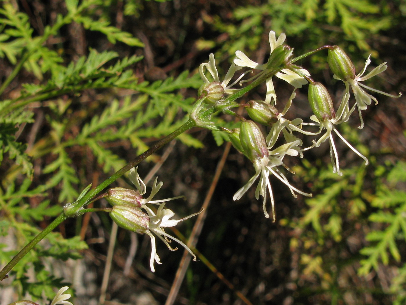 Image of Silene stylosa specimen.