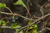 Rhamnus cathartica. Часть ветки с плодами и основаниями листьев. Башкортостан, Кугарчинский р-н, окр. дер. Мурадымово, природный парк \"Мурадымовское ущелье\", долина р. Большой Ик, каменистый склон на скальном массиве вдоль реки, у входа в Голубиный грот. 3 сентября 2018 г.