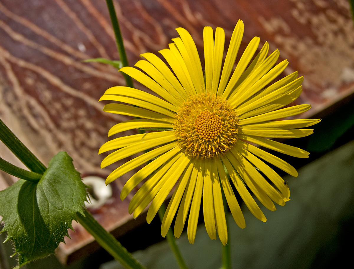 Изображение особи Doronicum pardalianches.