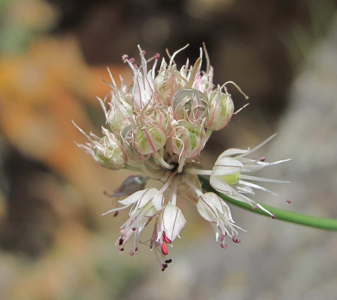 Image of Allium saxatile specimen.