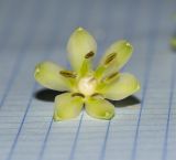 Eucomis autumnalis