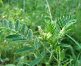 Astragalus cicer