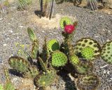 Opuntia aciculata