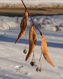 genus Tilia. Верхушка побега с прошлогодними соплодиями. Пермь, Свердловский р-н, в озеленении. 29 января 2019 г.