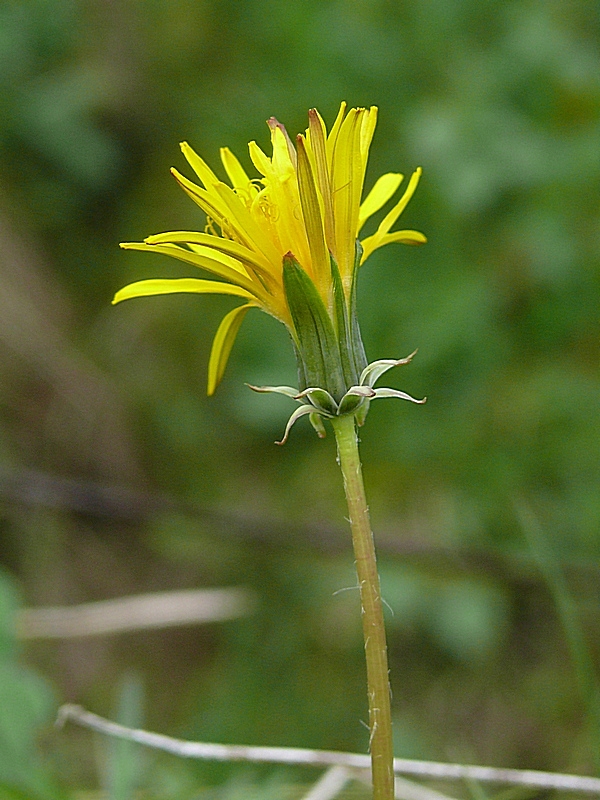 Image of Taraxacum croceum specimen.