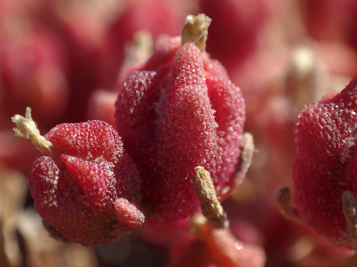 Изображение особи Mesembryanthemum nodiflorum.