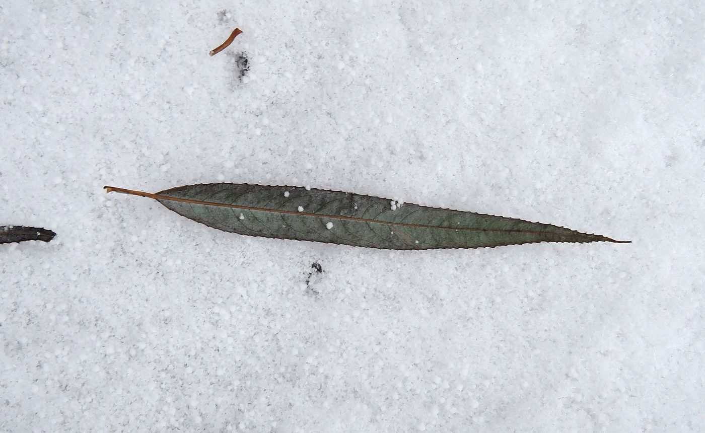 Image of Salix babylonica specimen.