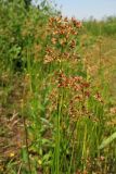 Juncus acutiflorus. Верхушки цветущих растений. Нидерланды, провинция Gelderland, община Bronkhorst, окр. дер. Zelhem, заболоченный берег пруда. 10 июля 2010 г.