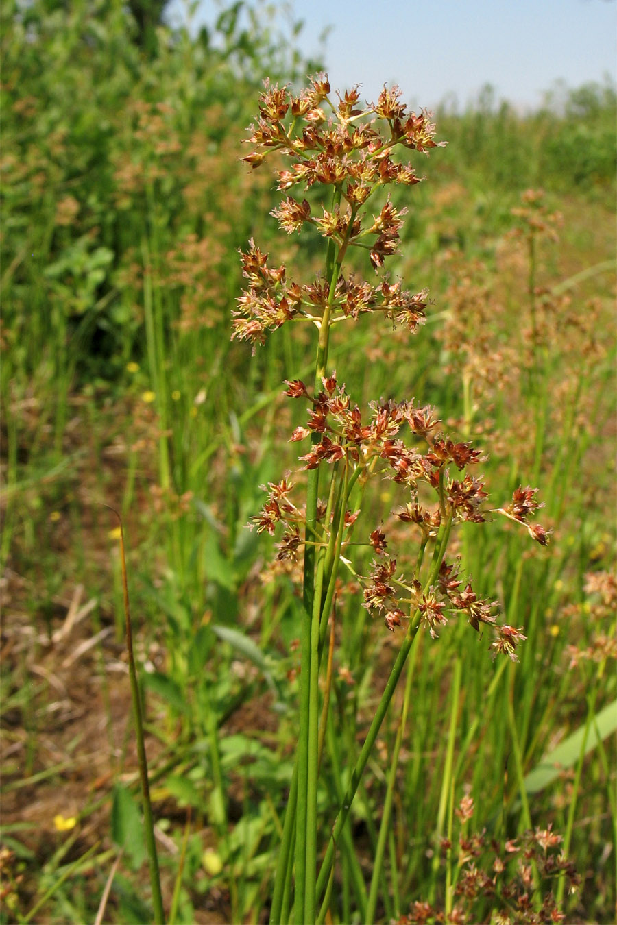 Изображение особи Juncus acutiflorus.