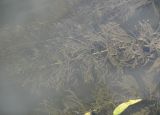 Myriophyllum sibiricum. Вегетирующее растение. Окр. Архангельска, река Повракулка. 02.09.2012.