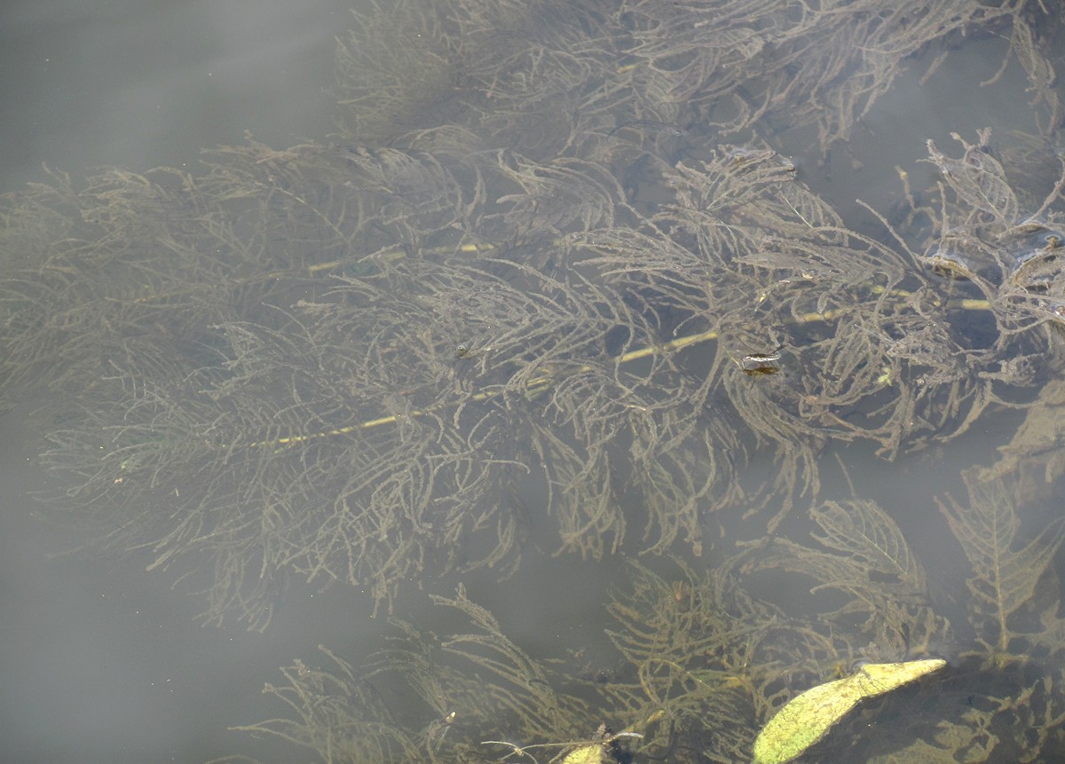 Изображение особи Myriophyllum sibiricum.