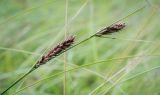 Carex lasiocarpa