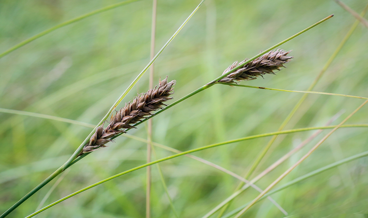 Изображение особи Carex lasiocarpa.