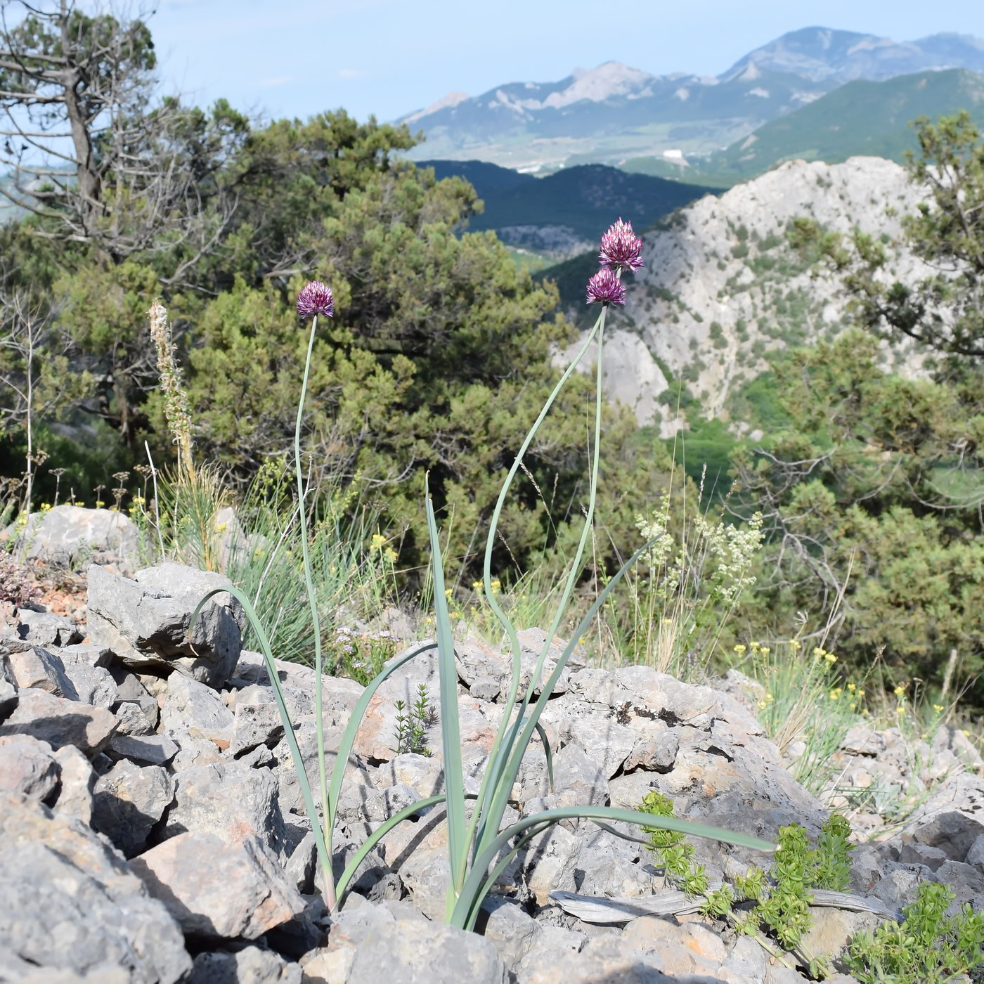 Image of Allium nathaliae specimen.