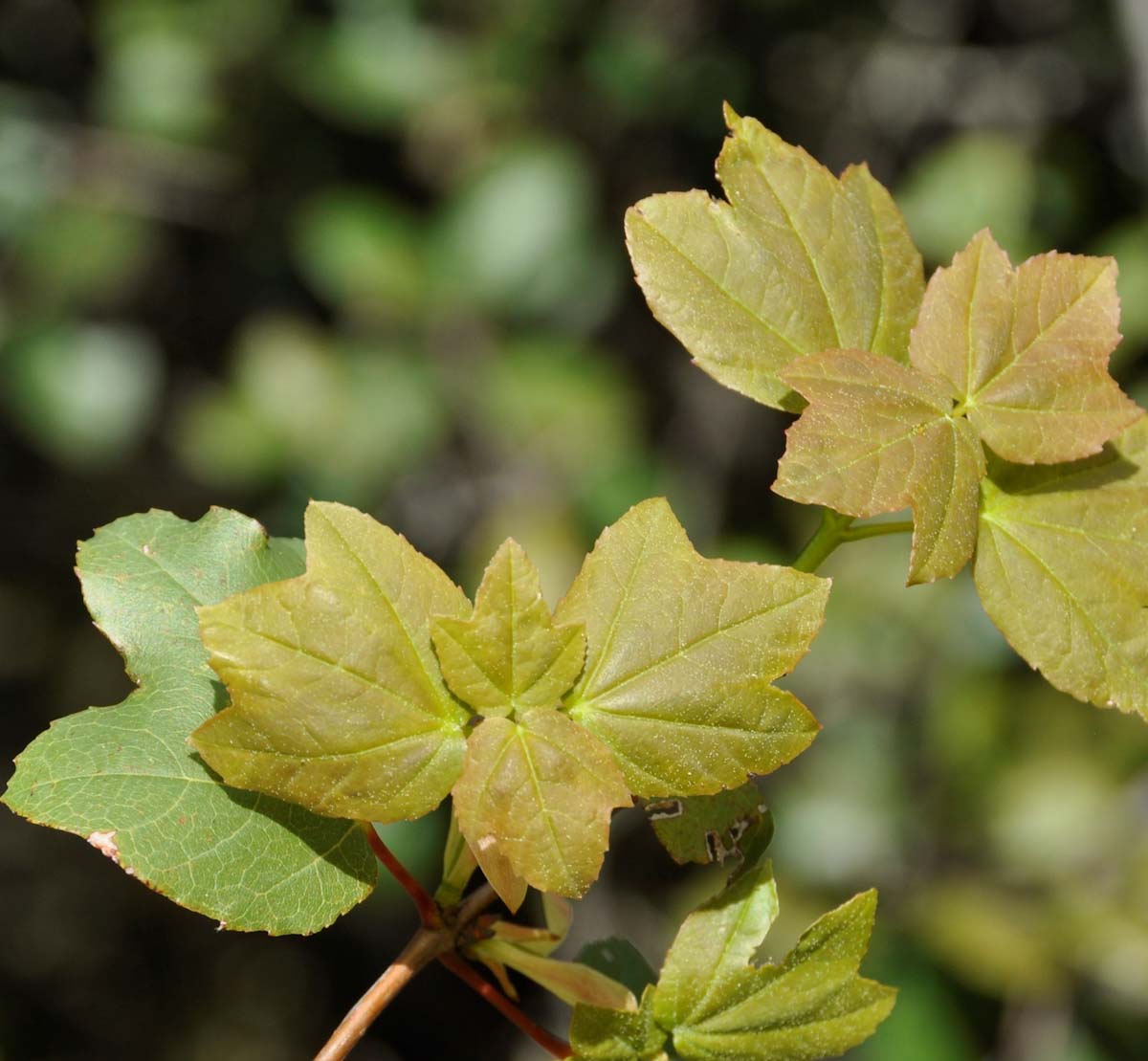 Изображение особи Acer obtusifolium.