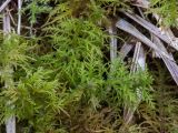 genus Thuidium. Гаметофиты. Свердловская обл., окр. г. Заречный, урочище Черемшанское болото, сосново-берёзовый лес, на почве. 04.05.2019.