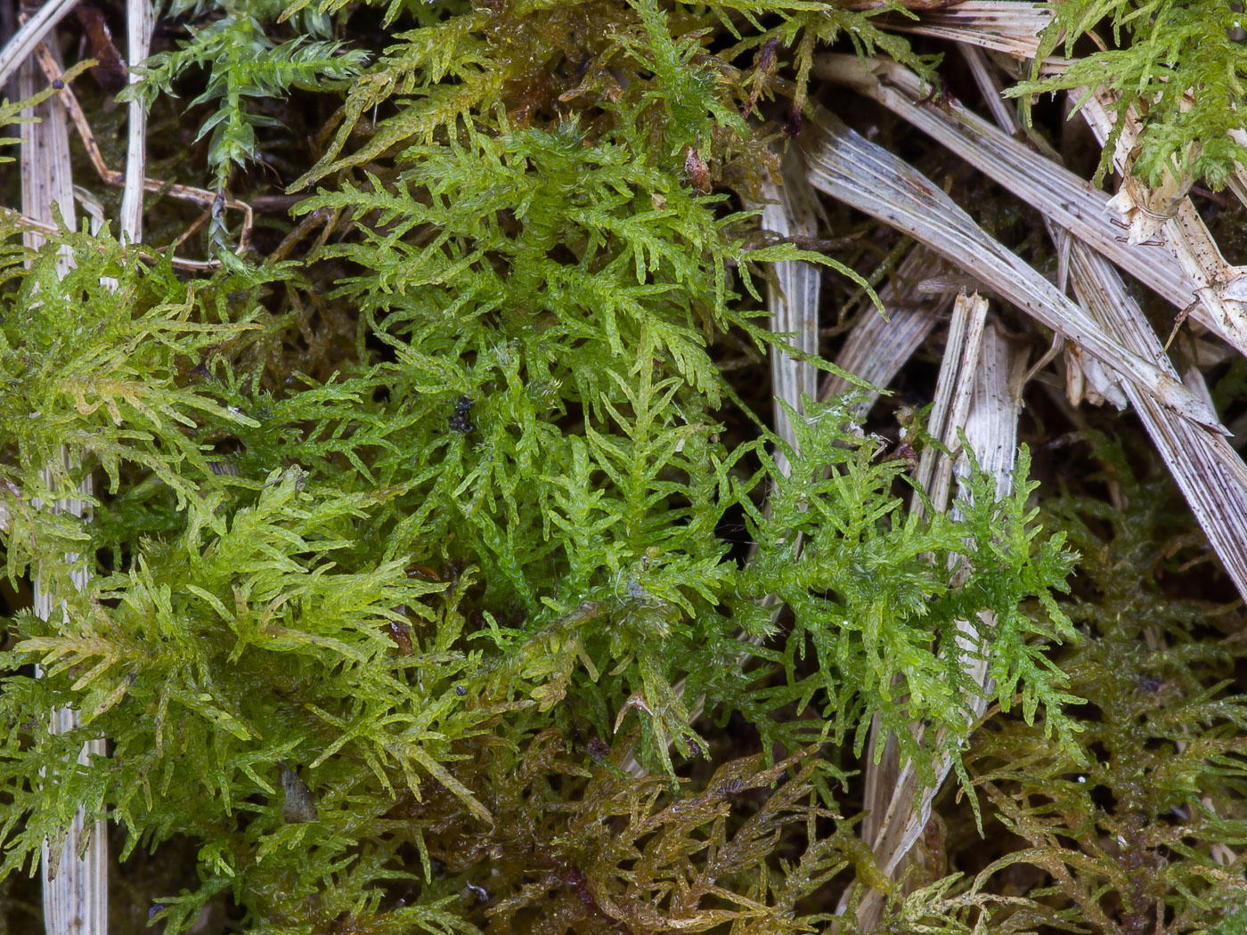 Image of genus Thuidium specimen.