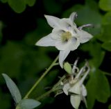 Aquilegia coerulea