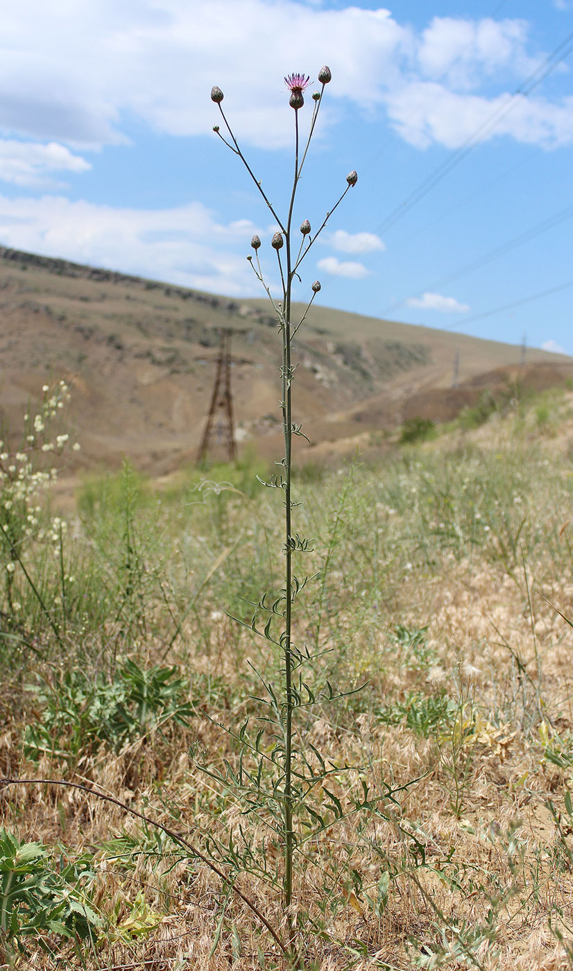 Image of Centaurea adpressa specimen.