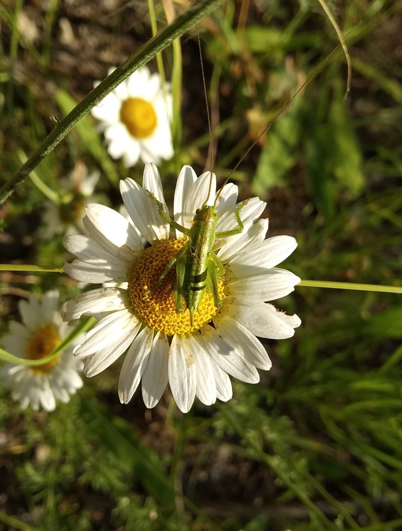 Изображение особи род Anthemis.