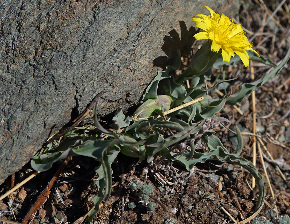 Image of Scorzonera austriaca specimen.