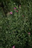 Epilobium villosum