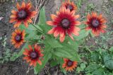 View full-size image Rudbeckia hirta