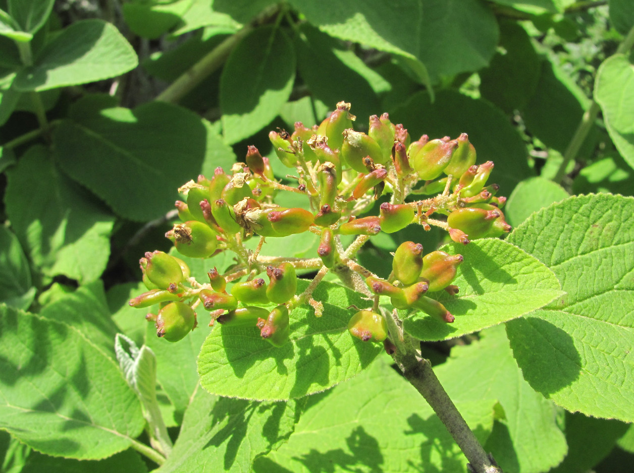 Image of Viburnum lantana specimen.